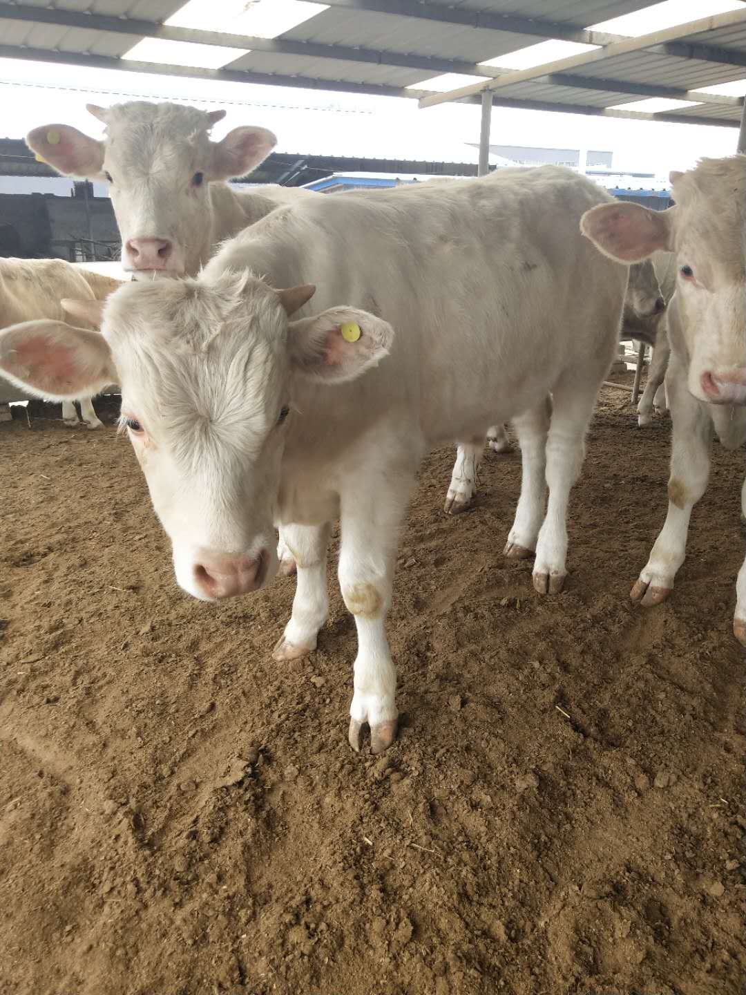 纯种夏洛莱牛| 夏洛莱牛 肉牛犊养殖 夏洛莱肉牛苗的价格 小牛犊