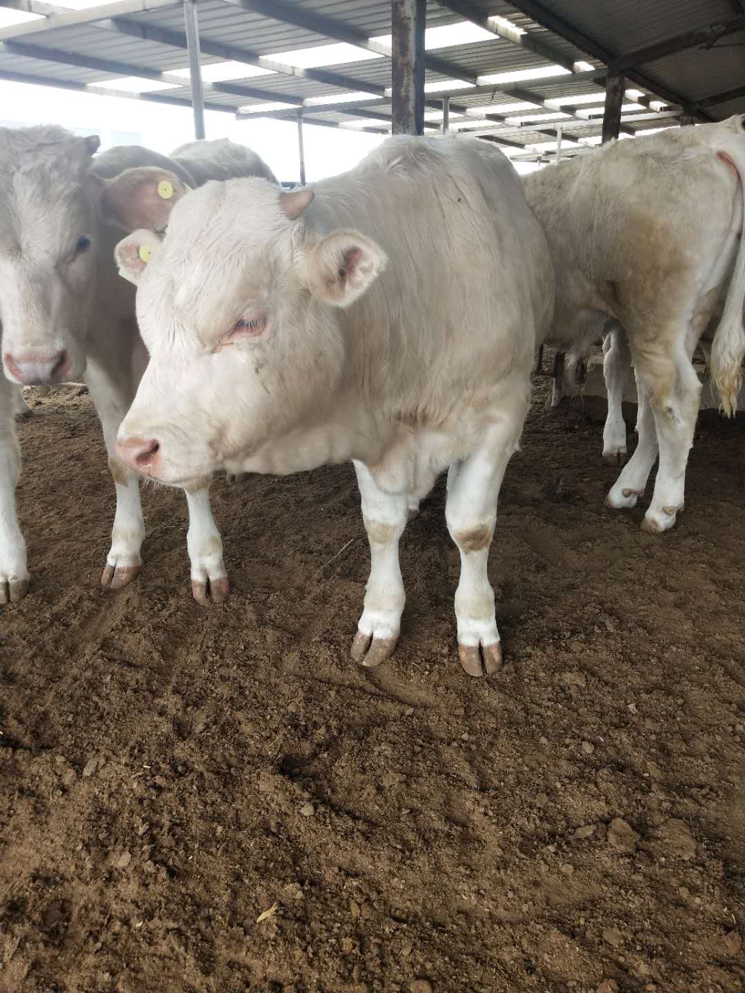 夏洛莱牛价格,,夏洛莱牛养殖场 小牛苗价格夏洛莱牛犊