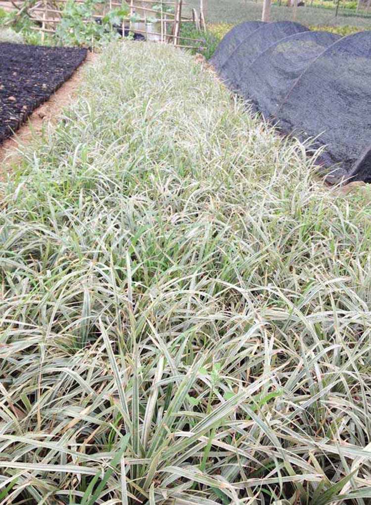 银边草 多种规格绿化工程供应 银边麦冬 沿阶草