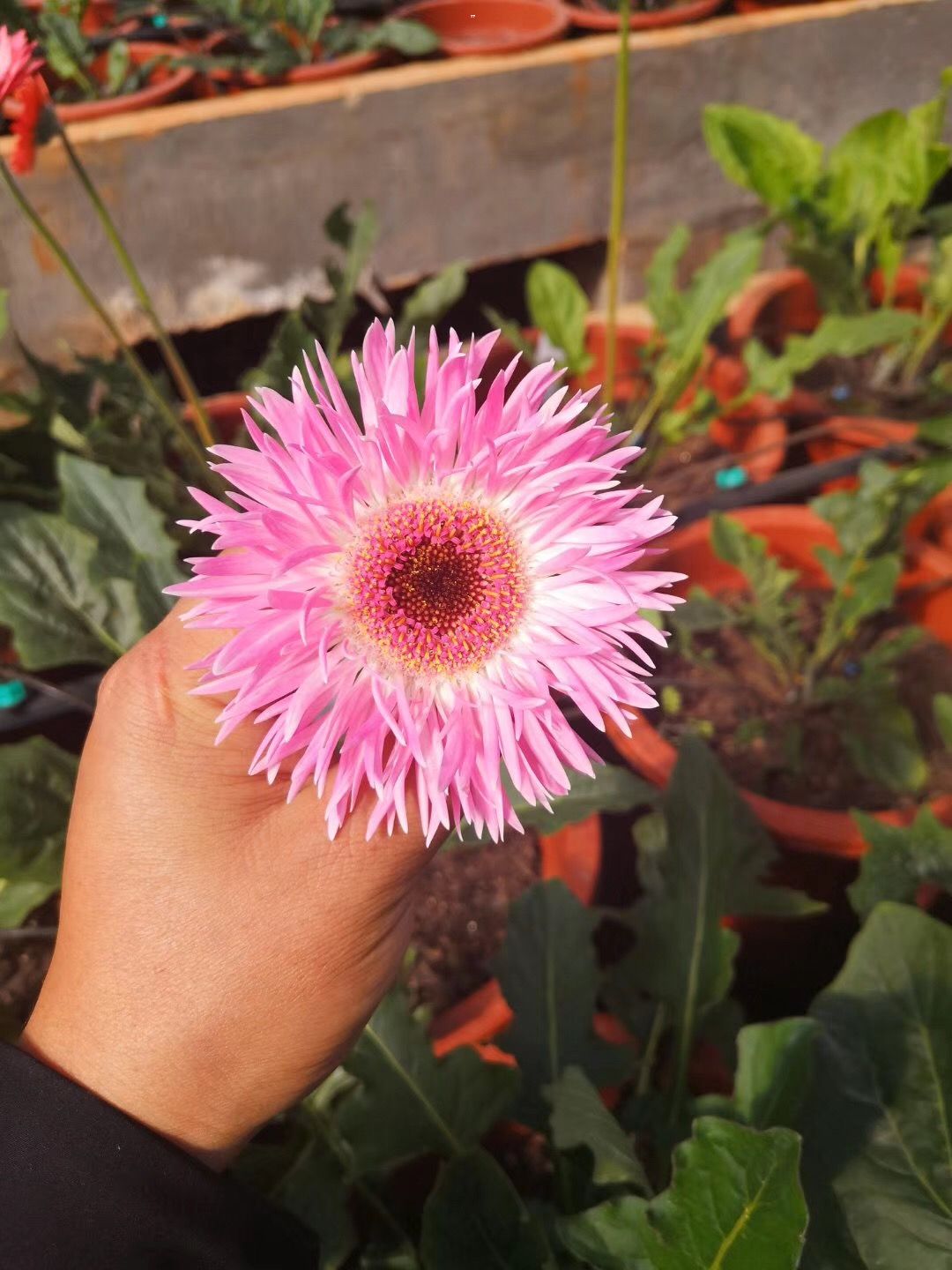 非洲菊,|一件代发包邮云南昆明 金色 非洲菊 弗朗花 鲜切花 20支/扎