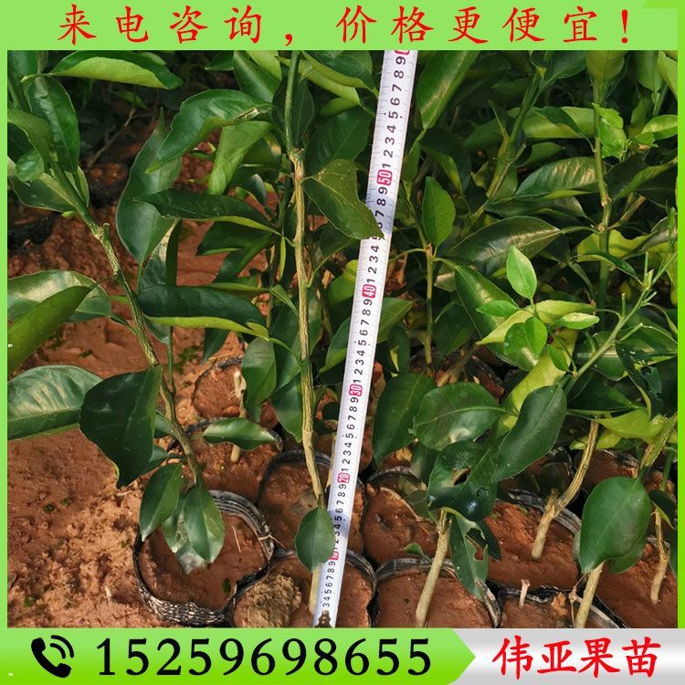 明日见柑橘苗 阿斯蜜柑橘苗 阿思蜜柑橘苗 明日见柑橘