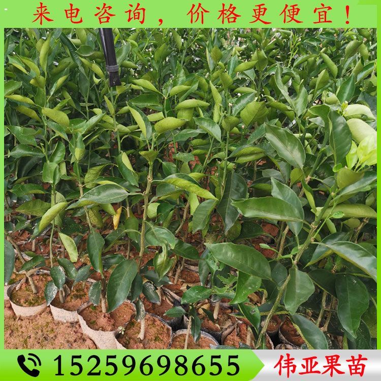 明日见柑橘苗 阿斯蜜柑橘苗 阿思蜜柑橘苗 明日见柑橘
