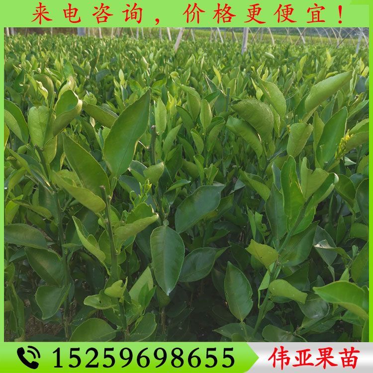 明日见柑橘苗 阿斯蜜柑橘苗 阿思蜜柑橘苗 明日见柑橘