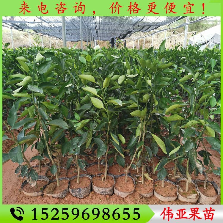 明日见柑橘苗 阿斯蜜柑橘苗 阿思蜜柑橘苗 明日见柑橘