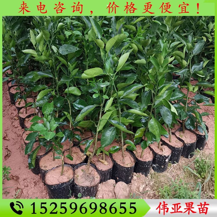 明日见柑橘苗 阿斯蜜柑橘苗 阿思蜜柑橘苗 明日见柑橘