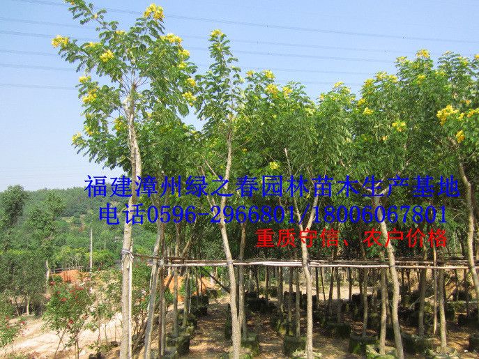 绿化苗木乔木 黄花槐 黄槐胸径5-8公分 福建漳州基地倾销