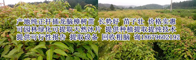 龙脑樟树苗, 龙脑樟树苗 龙脑樟盆景 基地种植扦插枝条绿化花卉