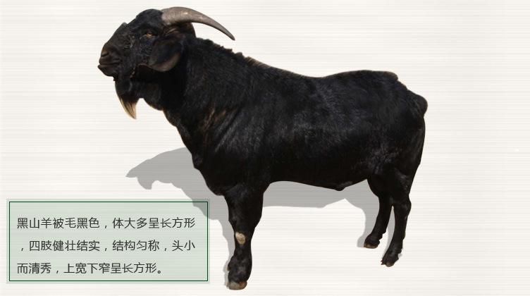 纯种黑山羊价格/_黑山羊养殖场 黑山羊价格 批发零售黑山羊 包邮