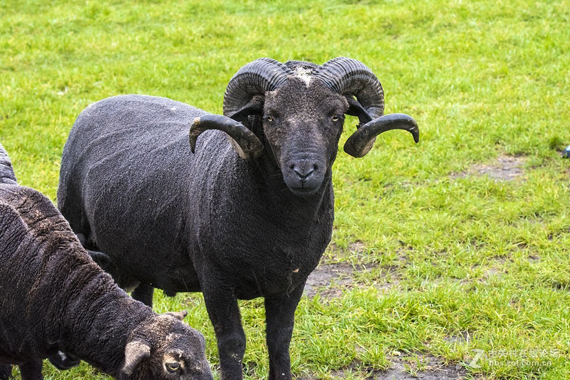 黑山羊厂家,|黑山羊 努比亚黑山羊种公羊北京市 黑山羊活苗 黑山羊