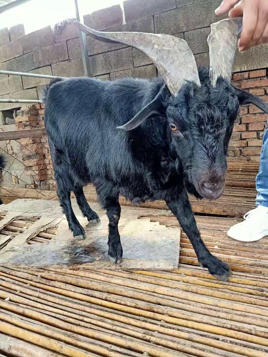 黑山羊_,纯种巨型努比亚黑山羊 纯种巨型努比亚黑山羊