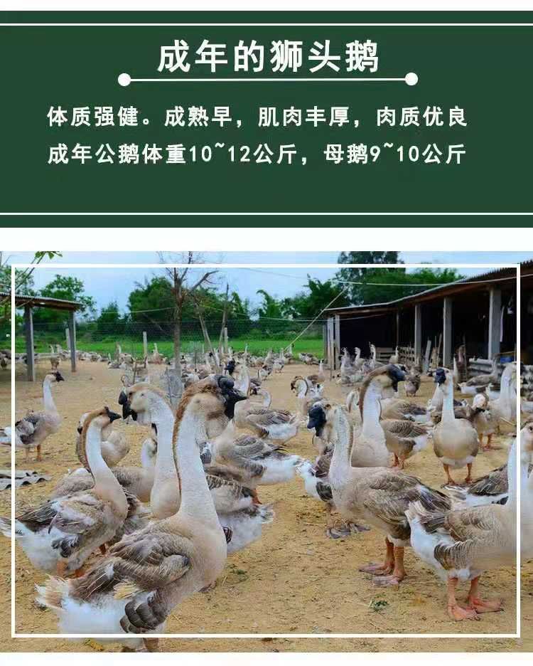 杂交肉鹅价格_ 狮头鹅苗/狮头鹅苗批发养殖基地/狮头鹅苗养殖基地