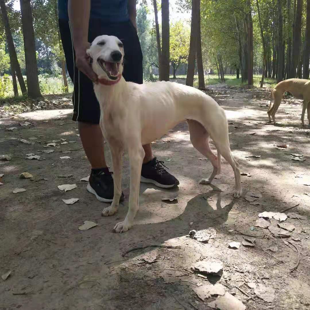 猎兔犬高加索犬黑狼犬金毛犬拉布拉多犬阿拉斯加犬等各种名犬繁育基地