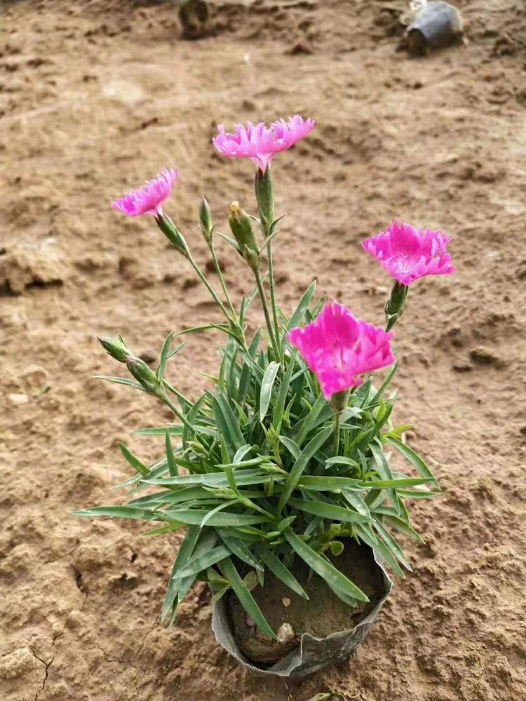 乡村社区绿化工程 宿根花卉种植基地 欧石竹穴盘苗 青州欧石竹 欧石竹