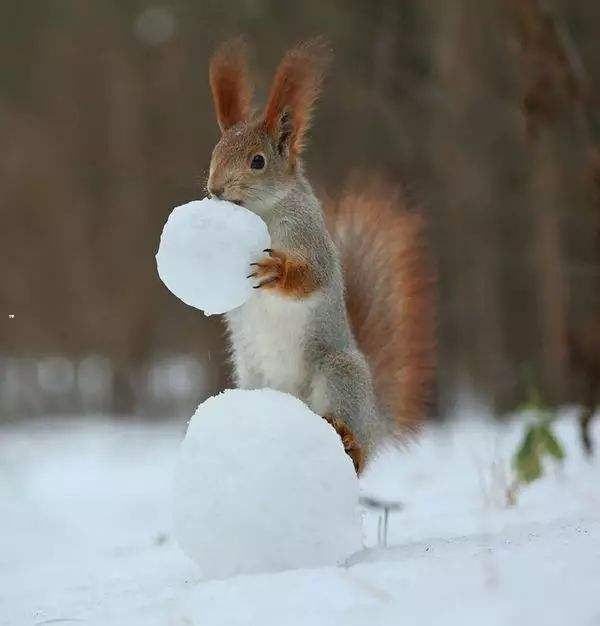 雪地松鼠养殖 雪地松鼠怎么训练亲人 土拨鼠 红腹松鼠