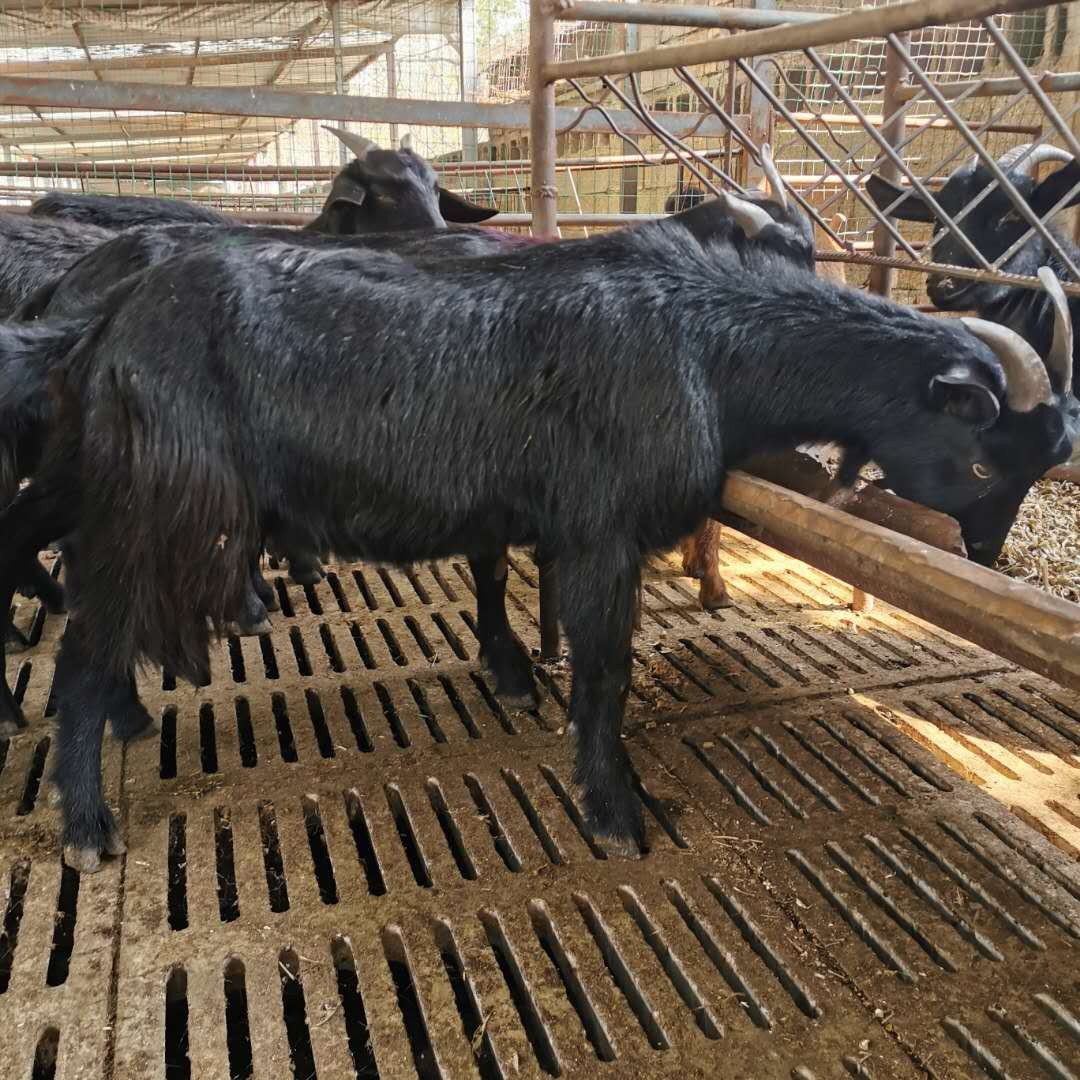 黑山羊 纯种努比亚黑山羊 山东黑山羊养殖场