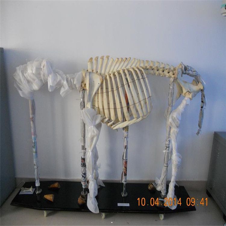 动物骨骼标本,兔骨骼标本 动物骨骼标本 人体骨骼标本 动物骨骼教学