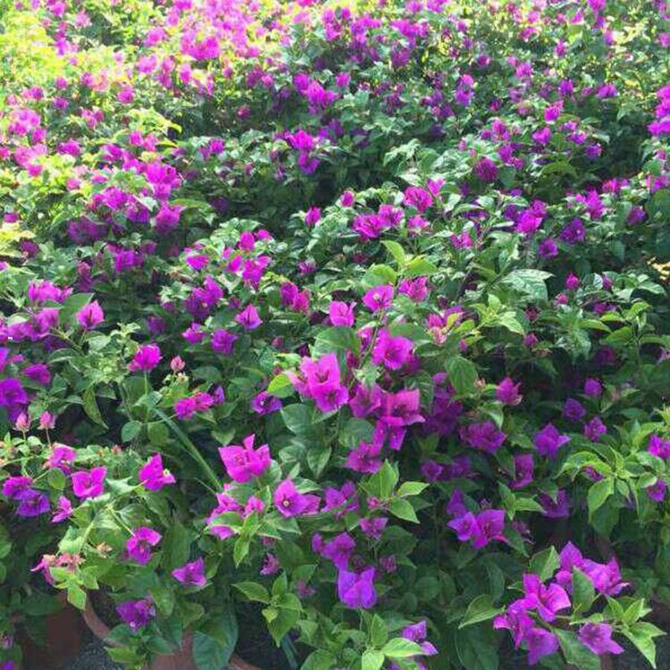 大王椰子场地//大王椰子树种植基地 直供杆高5米大王椰子 绿化专用