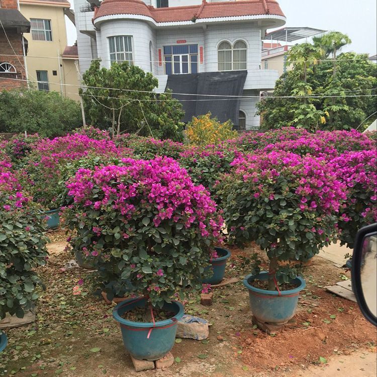 大王椰子场地__大王椰子树种植基地 直供杆高5米大王椰子 绿化专用