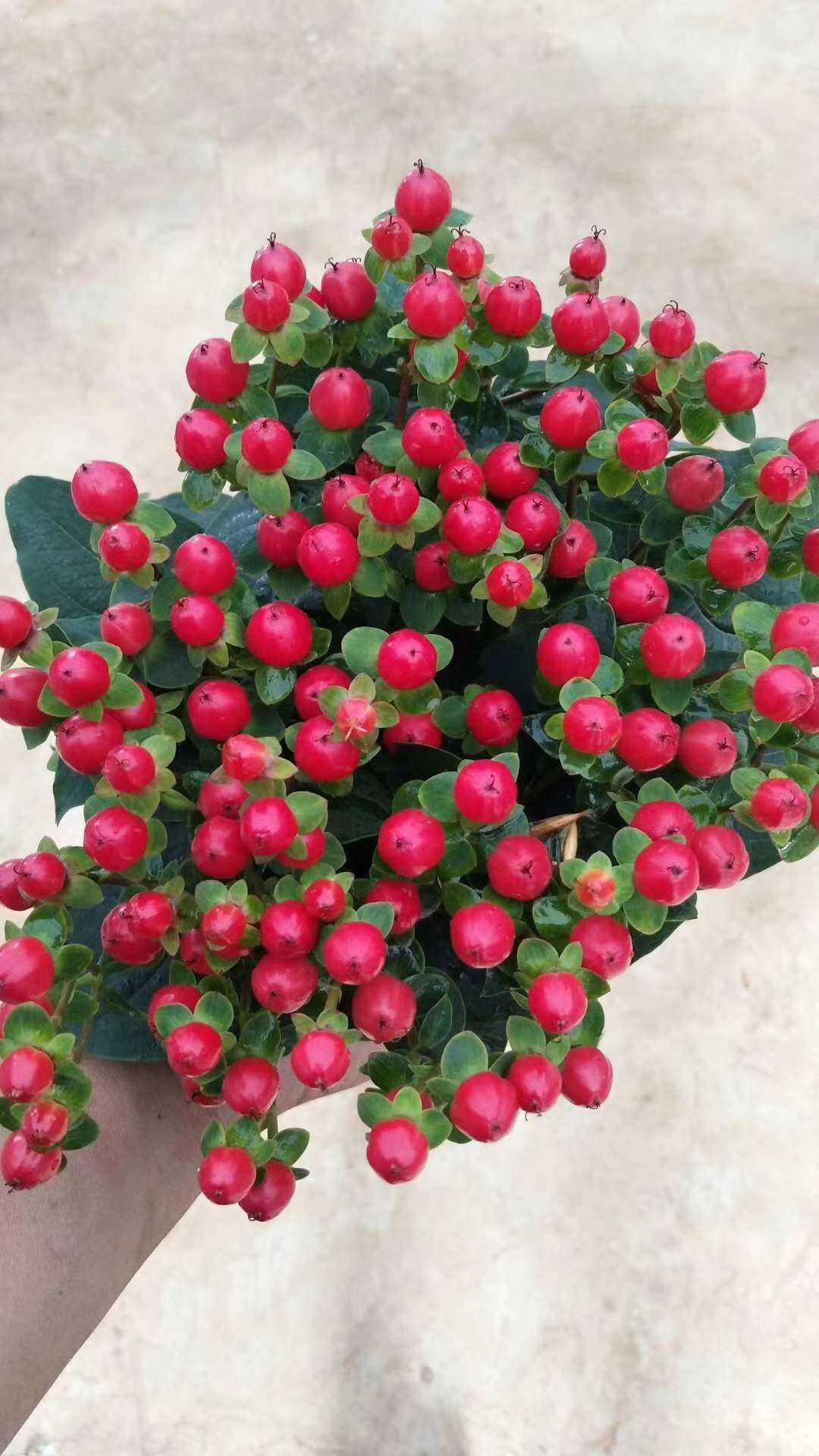 云南进口火龙珠_红豆 配花相思豆火龙珠 斗南基地批发 搭配各种鲜花花