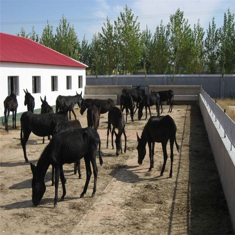 供應肉驢驢苗活體 養殖場全國出售肉驢驢崽 德州驢大量供應批發