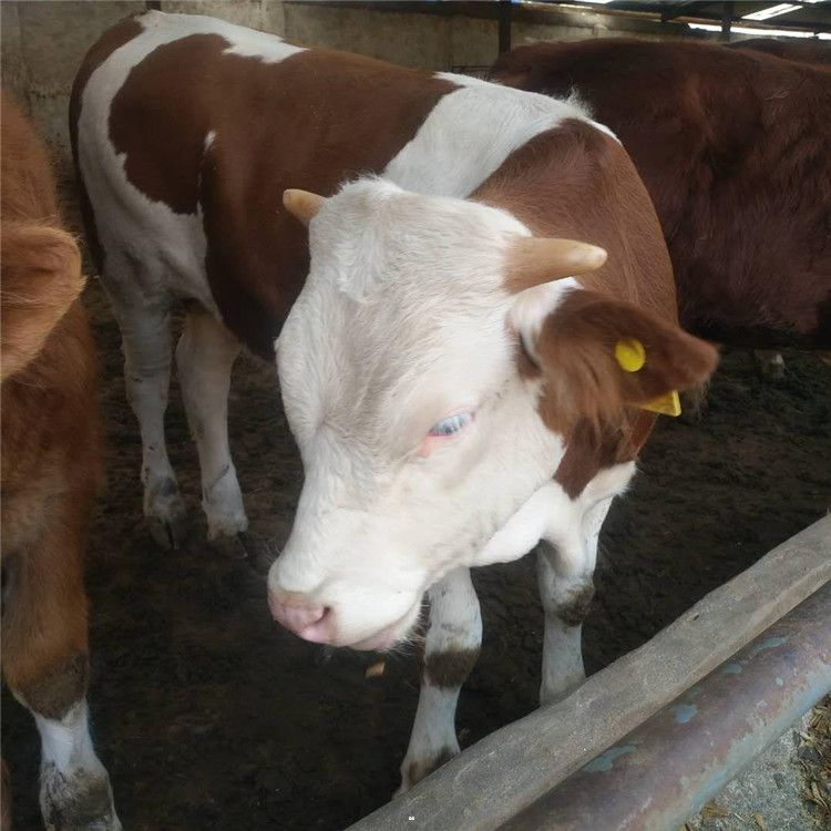 三元杂交牛,纯种夏洛莱牛|_纯种夏洛莱牛 夏洛莱牛养殖 夏洛莱牛价格