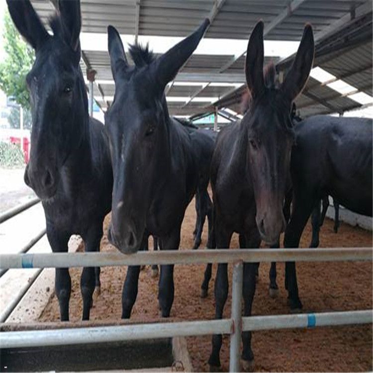 成年德州驴 德州驴苗 乌头驴厂家热销中