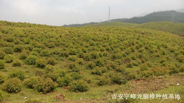 龙脑樟树苗厂家,_批发香樟树/香樟树苗/珍贵稀有龙脑樟树苗/香樟小苗