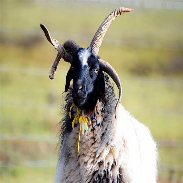 长期供应四角羊 五角羊养殖直销观赏动物多角羊 羊驼养殖现货销售