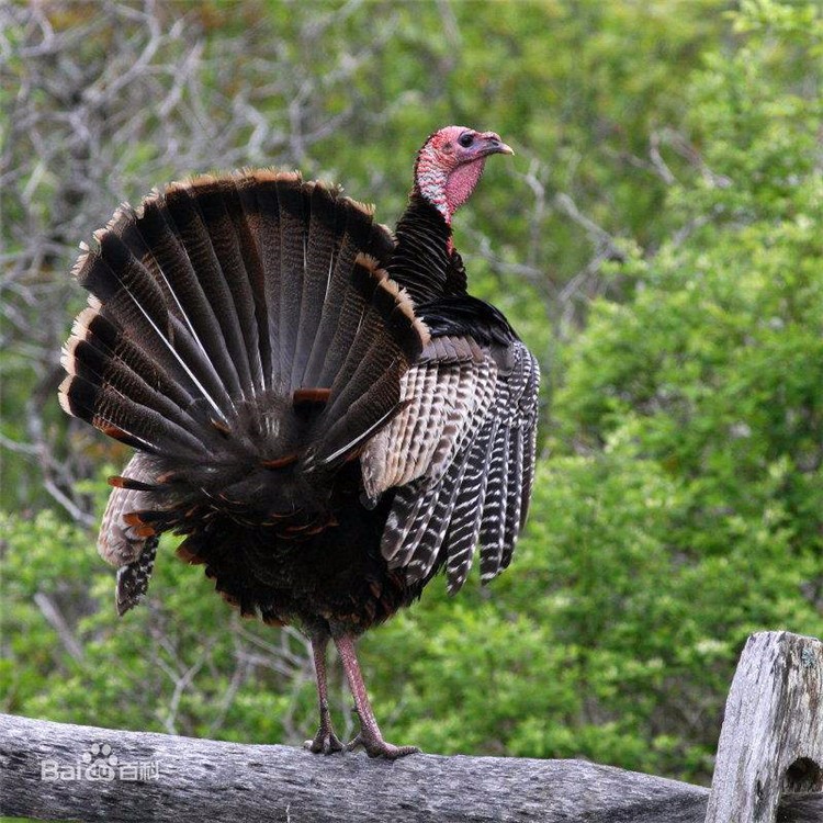 尼古拉火鸡 尼古拉火鸡苗尼古拉火鸡 价格尼古拉火鸡 养殖尼古拉火鸡