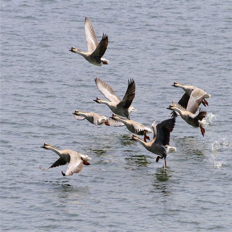 纯种大雁苗| 饲养观赏绿头鸭养殖 大雁养殖技术 灰雁苗厂家直销商品