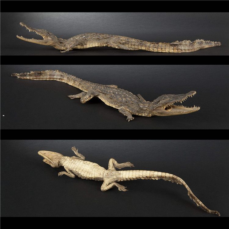 鳄鱼标本批发_|哪里有卖鳄鱼标本的鳄鱼标本批发多少钱厂家出售_-仿生