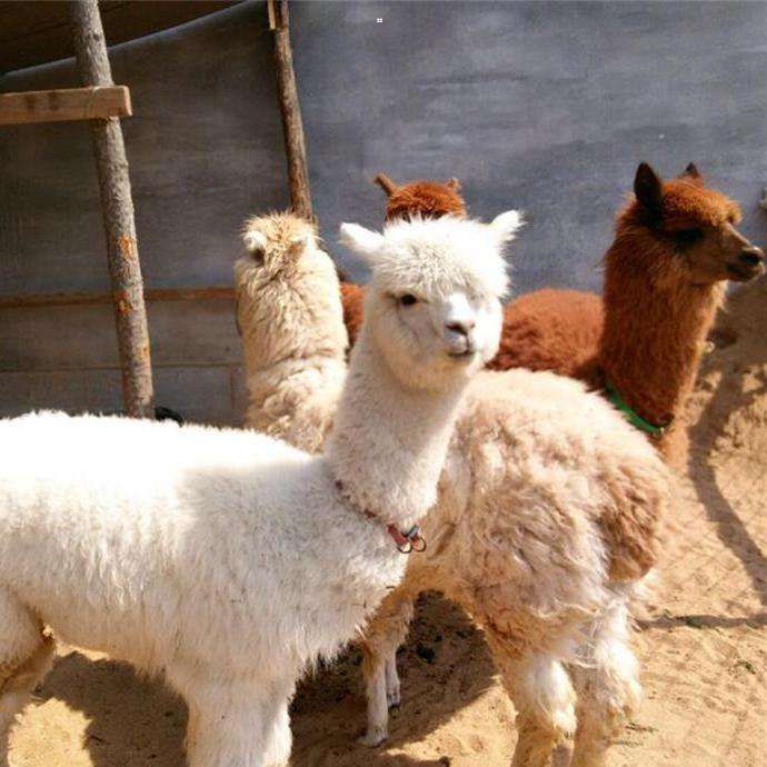 梅花鹿标本价格 仿真羊驼 动物标本 羊驼标本 厂家直销 各种动物标本