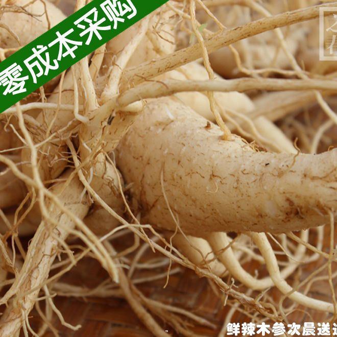辣木参 辣木根茎 辣木养生食材 健康酒店泡酒养生火锅食材