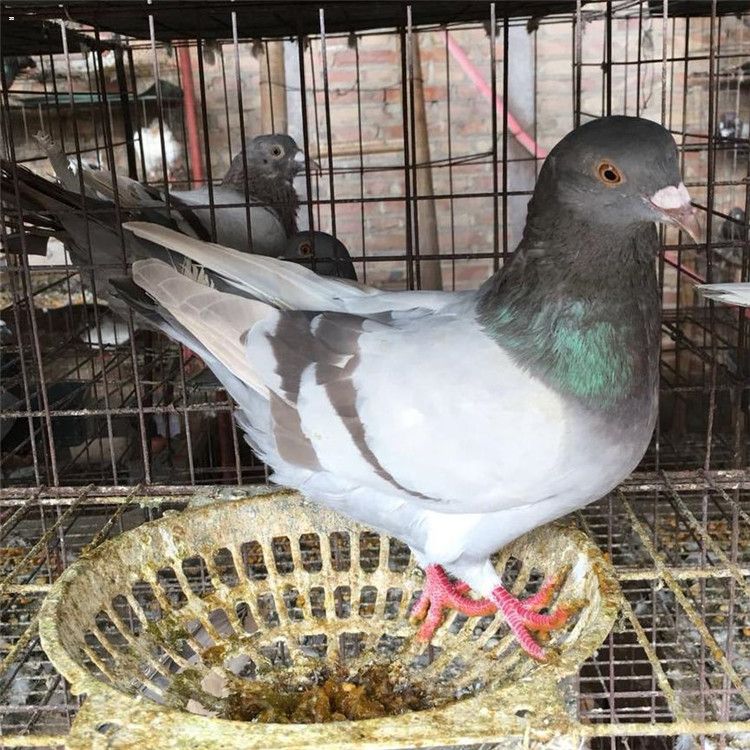 肉鸽批发_|肉鸽养殖场,买肉鸽种鸽价格