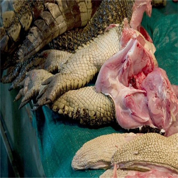 鳄鱼尾价格是多少 出售鳄鱼肉 鳄鱼标本