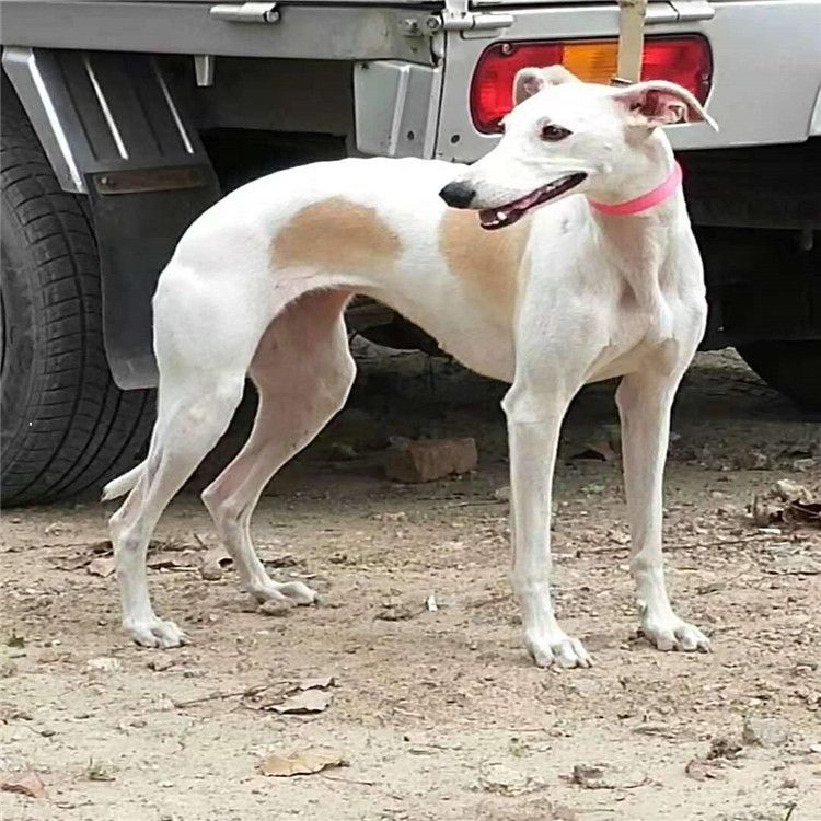 純種獵兔犬 格力犬幼犬純種雙血統格力犬 格力犬養殖場批發價格_獵兔