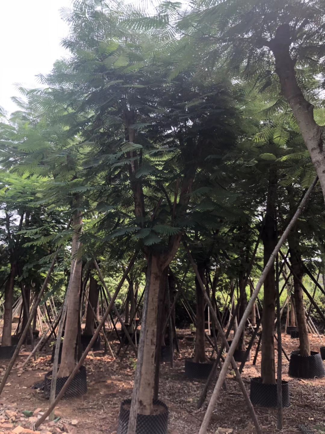 凤凰木 供应凤凰木绿化苗木凤凰木批发规格齐全欢迎垂询 红花楹