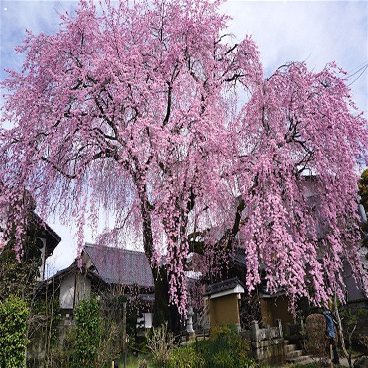 櫻花價格/櫻花苗 櫻花苗生成基地高成活率櫻花苗垂枝櫻花嫁接 櫻花樹