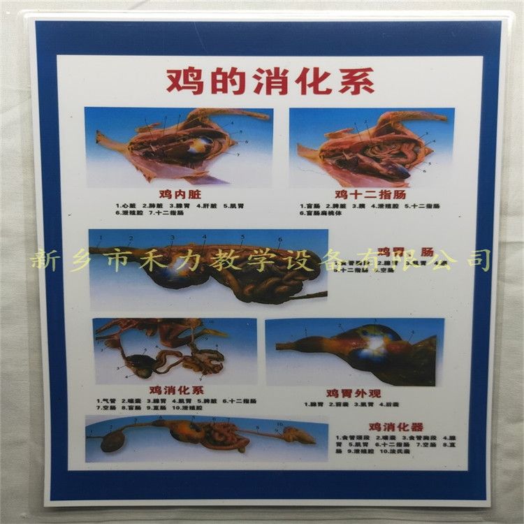 家禽家畜解剖挂图销售家禽家畜解剖挂图销售 鸡的消化系统教学挂图