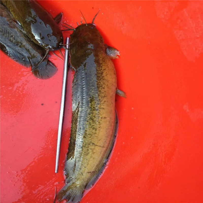 塘鲺鱼苗 塘鲺鱼苗 土塘鲺鱼苗批发价格 土塘鲺鱼苗-鱼类|鲜活水产品