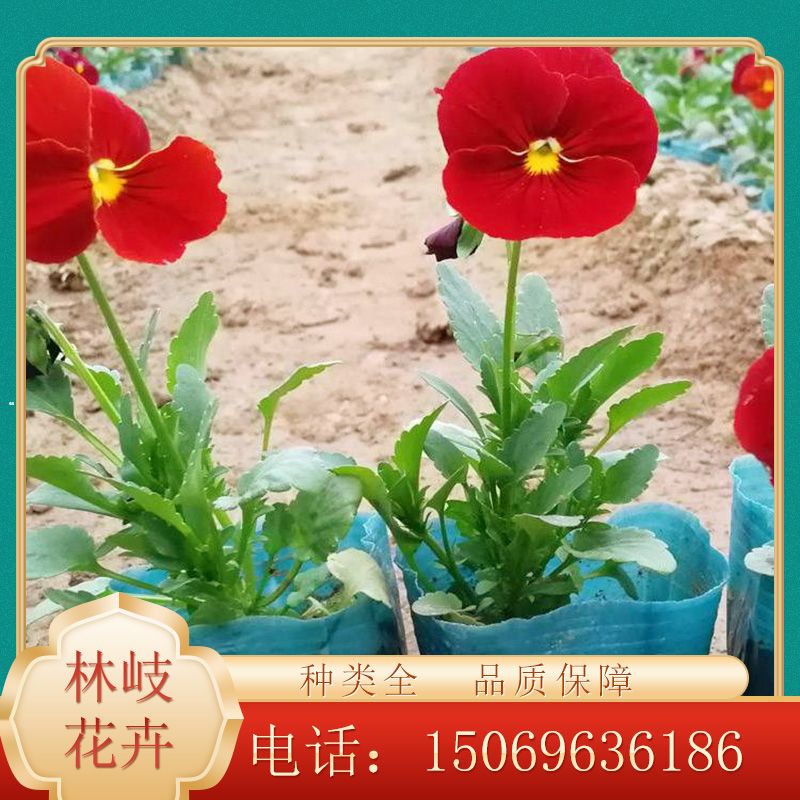 三色堇批發 三色堇 三色堇小苗價格-花卉種子,種苗|花卉種子,種苗