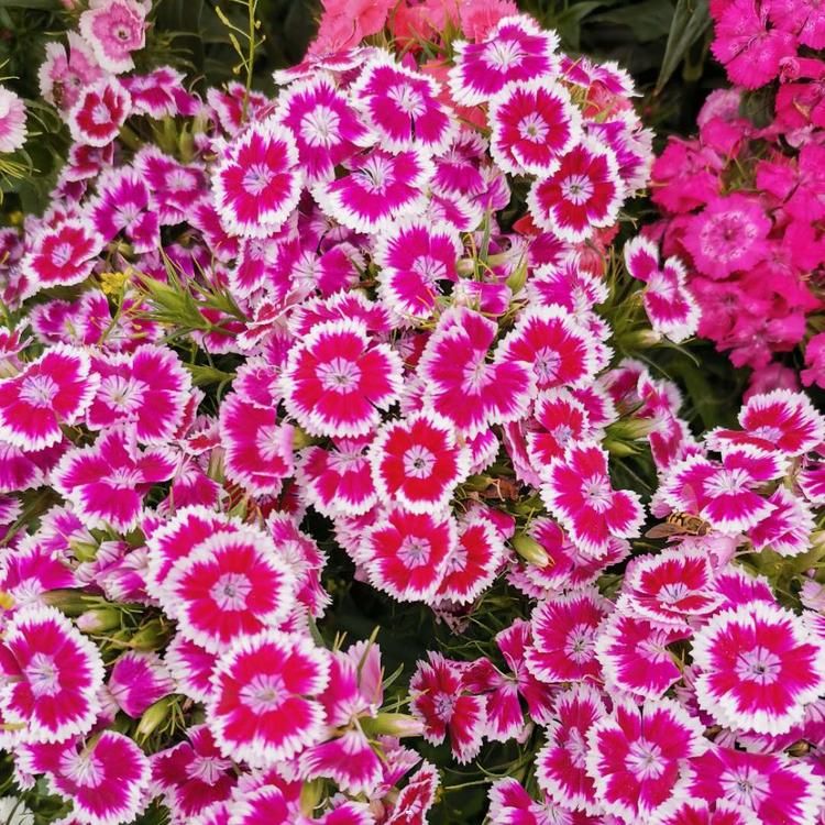 青州草花直销 草花欧石竹供应 欧石竹小苗