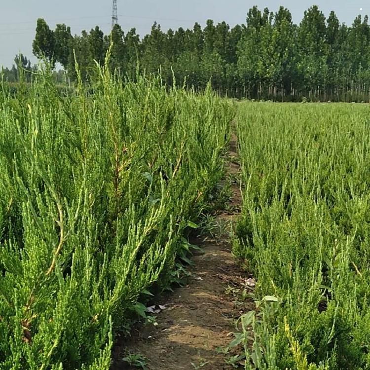 高速公路行道防护 小龙柏 工程绿化苗-乔木|绿化苗木|农业–中国材料