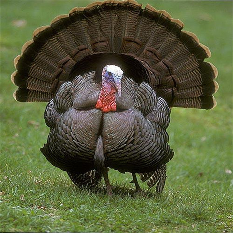 蒂娜火鸡养殖 贝蒂娜火鸡苗 高存活脱温火鸡苗 销售厂家 火鸡苗养殖