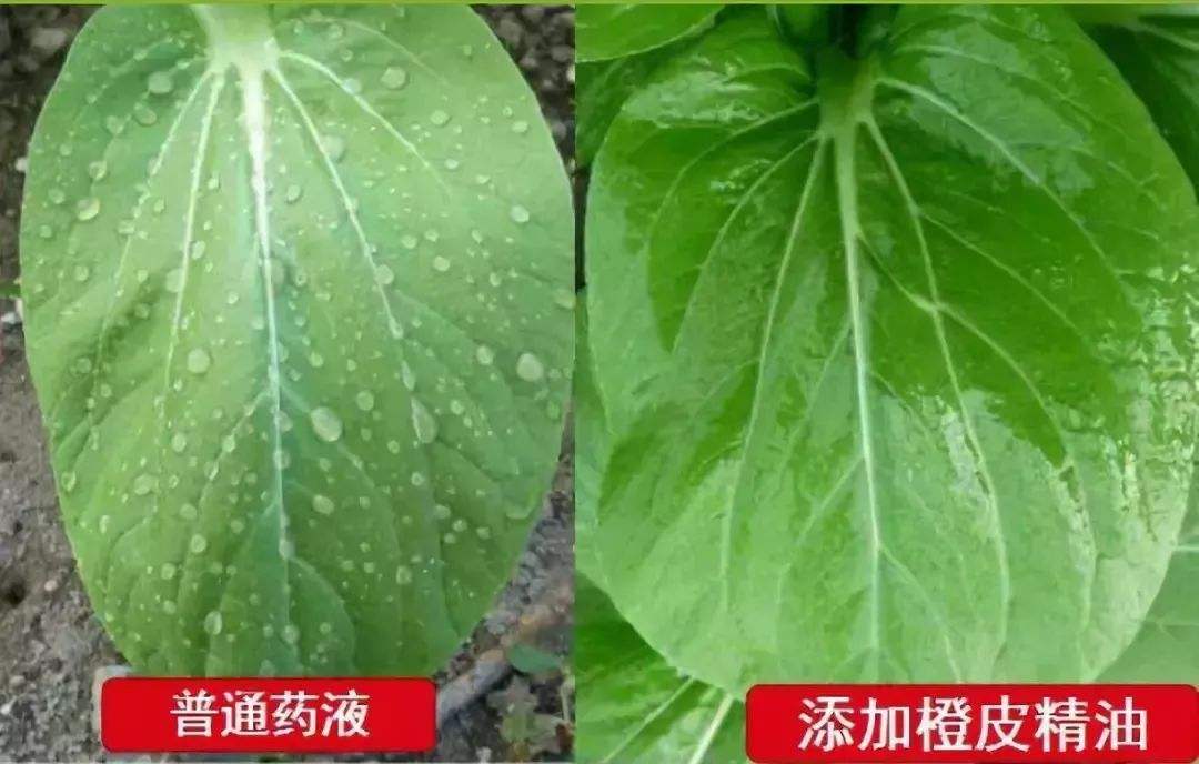 增效剂 农用橙皮精油 用作优秀杀菌除螨 增产增效剂渗透剂