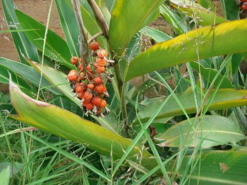 供应1977版 砂仁叶油 gmp备案天然植物精油